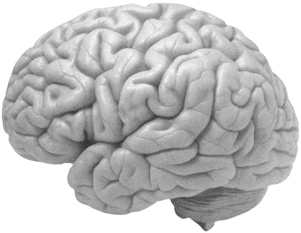brain